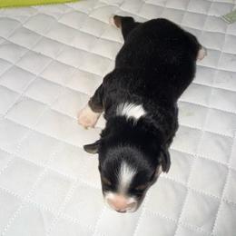 Placenta blaze face - Black tri male Miniature Australian Shepherd puppy in Graham, North Carolina from Thompson Farm Mini Aussies