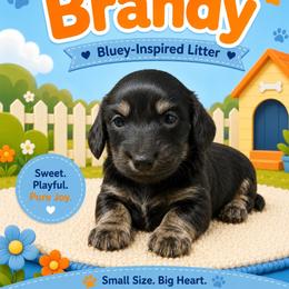 Brandy - Brindle female Dachshund puppy in Longview, Texas from Gee Dogs- Dachshunds and Bernedoodles