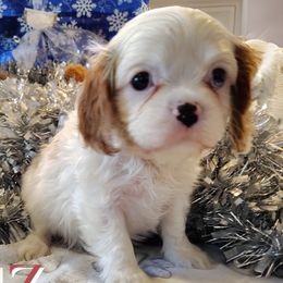Luz - Blenheim female Cavalier King Charles Spaniel puppy in Rockville, Maryland from Skais the Limit Cavaliers