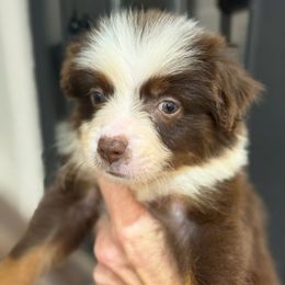 Amelia - Red tri female Toy Australian Shepherd puppy in Ambrose, Georgia from Brandilyn's Aussies