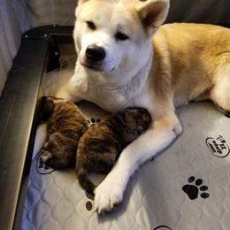 Japanese Akitainu Puppies from Four Seasons Akita (Shikisou)
