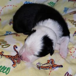 Australian Shepherd Puppies from Purple Tyger Creations