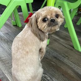 Companion Crosses and Shih Tzus from Hill’s Puppies