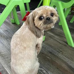 Companion Crosses and Shih Tzus from Hill’s Puppies