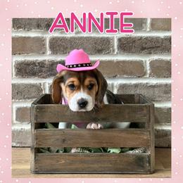 Girl 1 - Beagle puppy from Southern Charm Beagles