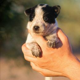 Galadriel (AKC) - Blue female Australian Cattle Dog puppy in Marana, Arizona from Impact 3rd Australian Cattle Dogs