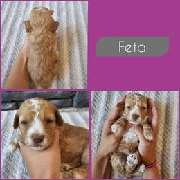 Feta - Golden female Cockapoo puppy in Zanesville, Ohio from Southtown Doodles LLC