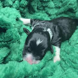 Skye - female Australian Mountain Doodle puppy in Escondido, California from North County Doodles