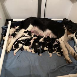 English Springer Spaniel Puppies from Sage Mountain Springers