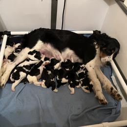 English Springer Spaniel Puppies from Sage Mountain Springers