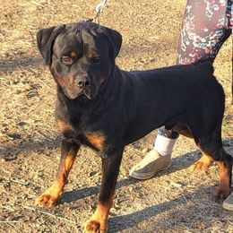 Cash - Rottweiler