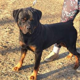 Cash - Rottweiler