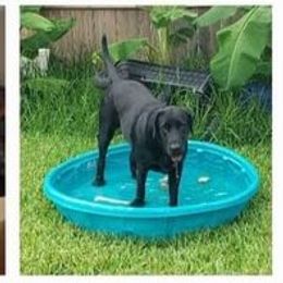 Labrador Retriever Puppies from PSJ Puppies, Holistic Pet Foods