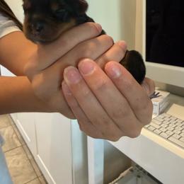 Boy 2 - Black and tan male Yorkshire Terrier puppy in Carmichael, California from Mckeever's Yorkies