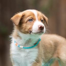 Elio - Sable male Border Collie puppy in Austin, Texas from Border Collie dei Fanelli