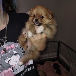 Pomeranian Puppies from Lovingood Farms