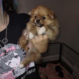 Pomeranian Puppies from Lovingood Farms