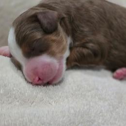 2nd Pick of litter, Male - Tri-color male Bernedoodle puppy in Blanco, Texas from Texas Hill Country Sheepadoodles & Bernedoodles