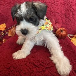 Beethoven - Parti male Miniature Schnauzer puppy in Anthony, Florida from Amanda Tragash