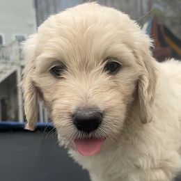 Goldendoodle Puppies from Lakes Golden Doodles