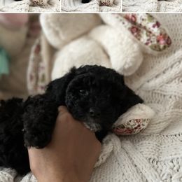 Maltipoo Puppies from Awwws&Pawws