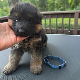 Mr Blue - Black and tan male German Shepherd puppy in Lawton, Michigan from Free Indeed Shepherds