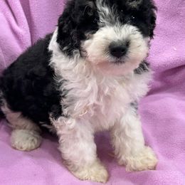 Eclair - Aussiedoodle puppy from Happy Hollow Ranch