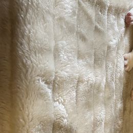 Boy 1 - French Bulldog puppy in New York from Fond of Frenchies