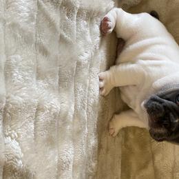 Boy 1 - French Bulldog puppy in New York from Fond of Frenchies