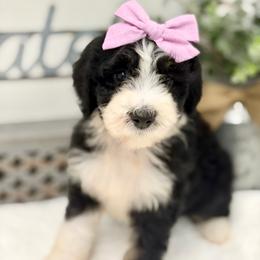 Miss Popsicle - Tri-color female Bernedoodle puppy in Hegins, Pennsylvania from Bubbling Springs Doodles, LLC