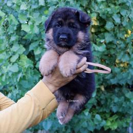 Brown collar - Black and red male German Shepherd puppy in Stockton, California from Zaragoza German Shepherds