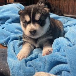 Wendy - Black and white female Siberian Husky puppy in Diamond Lake, Washington from Husky Haven WA