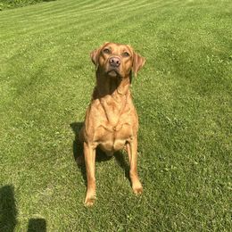 Beau - Labrador Retriever