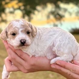 Louie - Blenheim male Cavapoo puppy in Newville, Alabama from Southeast cavapoos