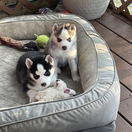 Siberian Husky Puppies from Stan the Man Huskies