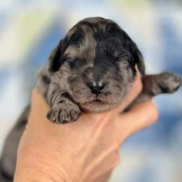 Aspen - Merle female Goldendoodle puppy in Kansas City, Missouri from Beary GoldenDoodles
