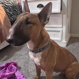 Uno - Red smut and white male Bull Terrier puppy in Texas from The Bull Terrier Breeder