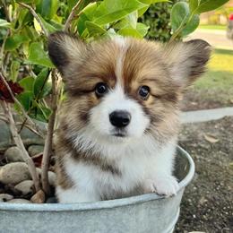 Pembroke Welsh Corgi Puppies from Kern River Corgis