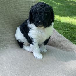 Scone - Black and white male Sheepadoodle puppy in Columbia, Tennessee from Primrose Cottage Puppies