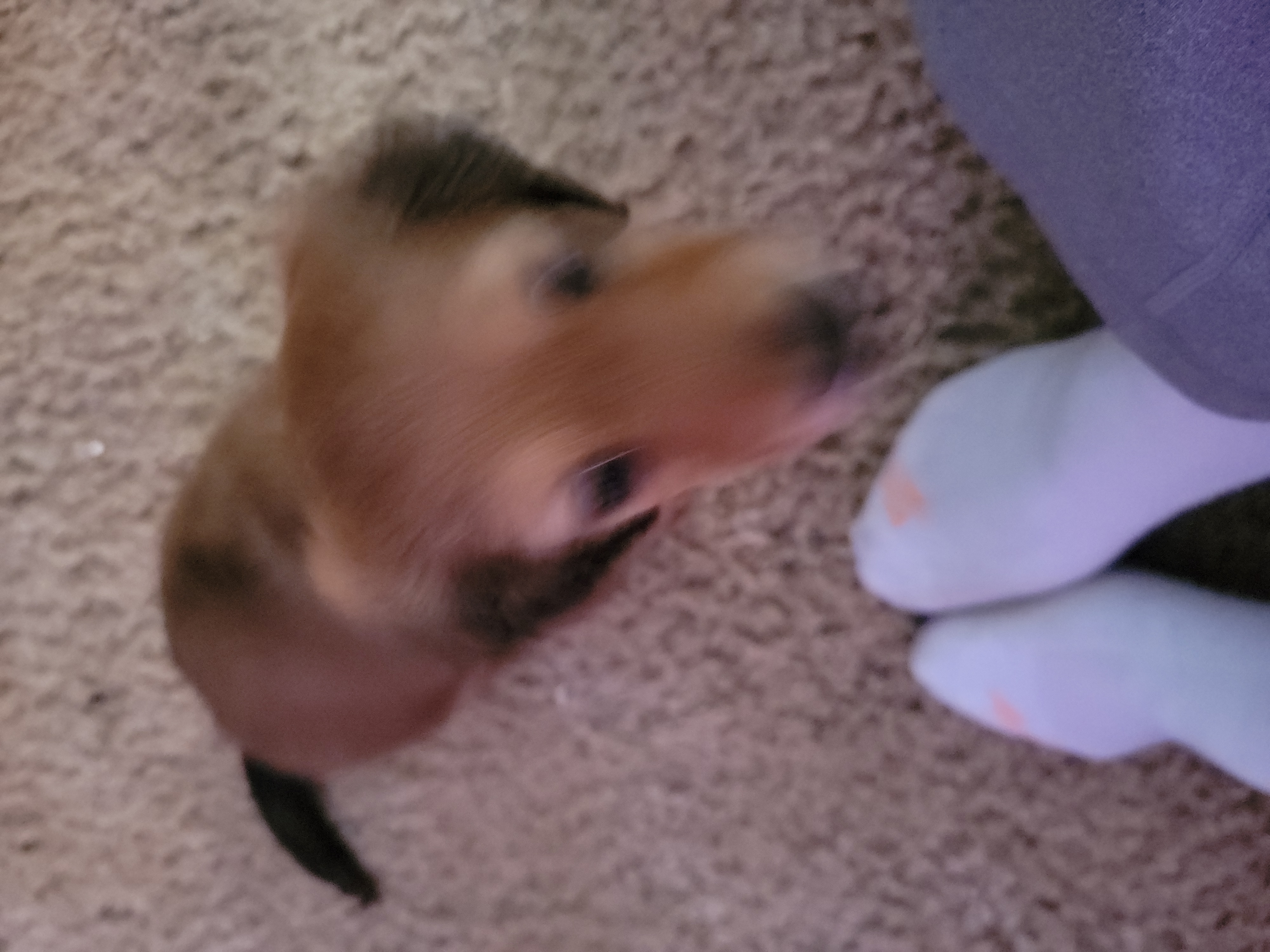 Dachshund Puppies from CLARK'S BREEDING PROGRAM