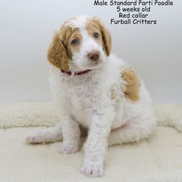 Poodle Puppies from Furball Forest Poodles