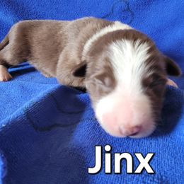 Jinx - White and red male Border Collie puppy in Dundy County, Nebraska from Stag Valley Homestead