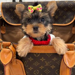 Pretty Girl - Black and tan female Yorkshire Terrier puppy in North Chelmsford, Massachusetts from Coastal Yorkshire Terrier Yorkies & Biewer Terriers
