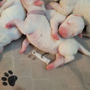 Dogo Argentino Puppies from Fates Legacy Kennels