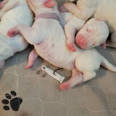 Dogo Argentino Puppies from Fates Legacy Kennels
