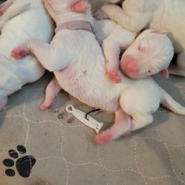 Dogo Argentino Puppies from Fates Legacy Kennels