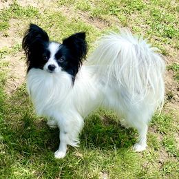 Chanty - Papillon