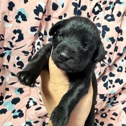 Can't Land - Black female Xoloitzcuintli puppy in Manitowoc, Wisconsin from Wonderland Kennel