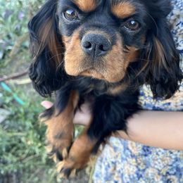 Mazzy - Cavalier King Charles Spaniel