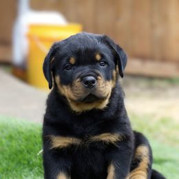 Rottweiler Puppies from Galaxia Rottweilers